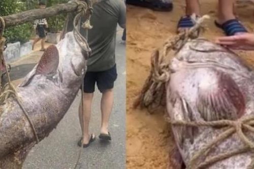 Ngư dân bắt được 'thủy quái' khổng lồ: Nặng như heo, vài người mới khiêng nổi