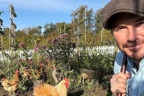 David Beckham 'bỏ phố về quê', trồng rau nuôi gà, tận hưởng cuộc sống bình dị giữa điền trang triệu đô