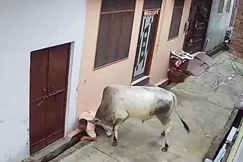 Gặp bò điên, người đàn ông bị húc văng xuống cống