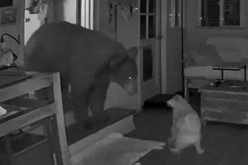 Chú chó 17 tuổi đối đầu gấu đen giữa đêm, cái kết khiến ai cũng bất ngờ