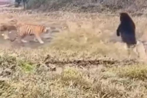 Gấu đen vùng dậy đối đầu hổ dữ, màn kết khiến ai cũng tròn mắt