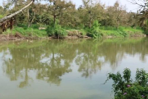 Hỗ trợ nông dân phục hồi cây trồng sau ngập úng