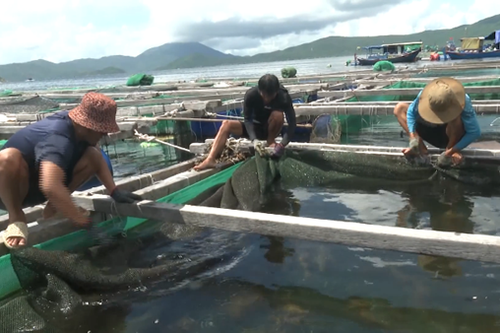 Ngư dân khẩn trương thu hoạch tôm hùm