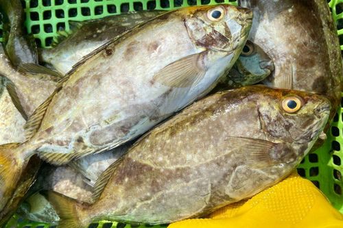 Loại cá biển bé tí là đặc sản miền Trung, thịt ngọt dai lại ít tanh, nấu canh chua ăn 2 chén cơm còn thèm