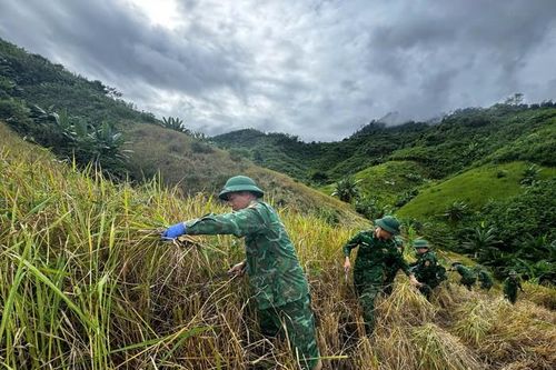 Hội LHPN xã La Êê cùng bộ đội giúp dân thu hoạch lúa trước cơn bão số 13