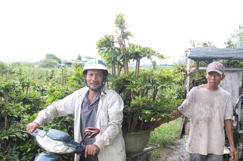 'Thủ phủ' mai vàng miền Trung tất bật chạy bão
