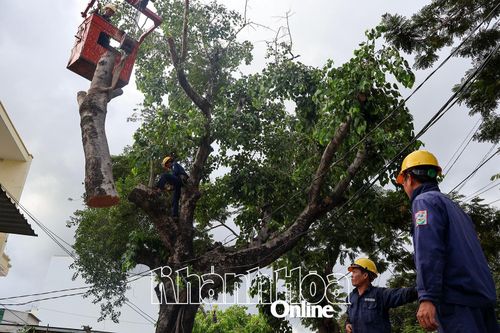 Cắt tỉa cây xanh mùa mưa bão