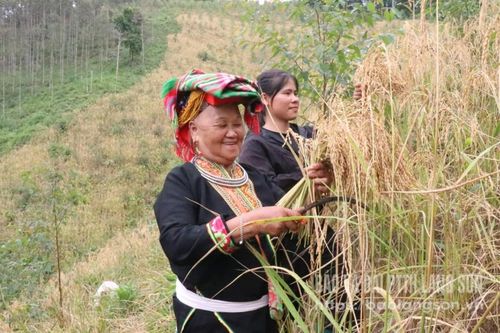 Lợi ích kép từ xen canh lúa nương