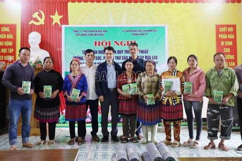 Triển khai hỗ trợ hạt giống, vật tư và tập huấn kỹ thuật trồng dưa chuột tại xã Phong Hải