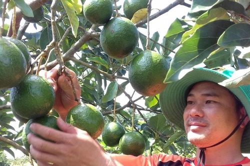 Nông dân Lâm Đồng còn cơ hội làm giàu từ bơ?