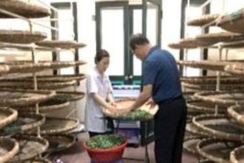 Công nghệ giống mới ở ngành dâu tằm tơ