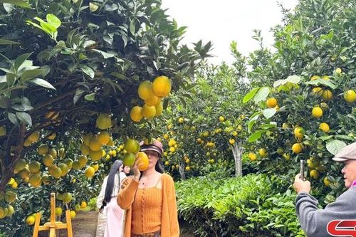 Phát triển du lịch xanh gắn với nông nghiệp tuần hoàn