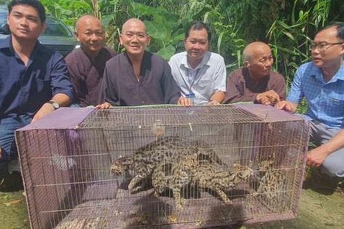Cà Mau: Thả 4 cá thể mèo rừng quý hiếm về rừng U Minh Hạ