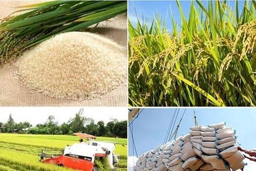 Nông sản Việt góp phần quan trọng vào chuỗi cung ứng lương thực, thực phẩm toàn cầu
