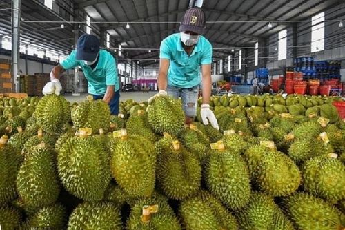 Khởi tố 17 người liên quan đường dây mua bán giấy kiểm nghiệm sầu riêng