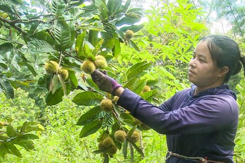 Nâng tầm cây dẻ trở thành cây làm giàu - Kỳ 1