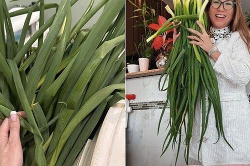 Hành lá 'khổng lồ' nhà Phạm Thanh Thảo làm mọi người tròn mắt, chồng đại gia mát tay trồng đủ loại trong vườn biệt thự