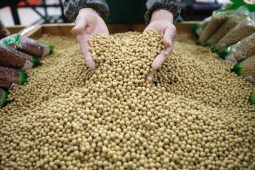 Đậu nành trở thành 'điểm yếu' của Mỹ trong thương chiến với Trung Quốc
