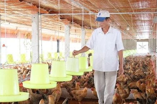 Để nâng cao chất lượng và giá trị chăn nuôi