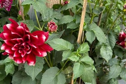 Thược dược thích hợp nhất trồng vào thu đông, làm ngay điều này để Tết đến có hoa nở rực rỡ