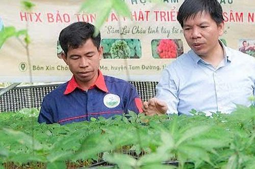 Cây 'thoát nghèo' cho đồng bào dân tộc thiểu số vẫn cần một 'cú hích'