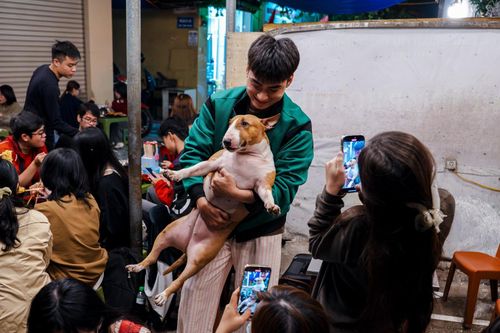 Đề nghị dừng quay phim, chụp ảnh 'Cậu Vàng'