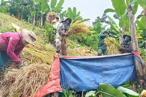 Xã Nam Giang: Giúp dân gặt gần 2ha lúa rẫy để phòng bão số 13