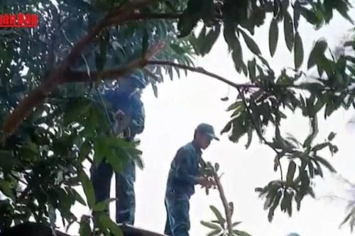 Đà Nẵng chủ động giúp dân phòng chống bão số 13
