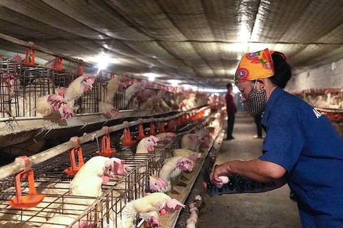 Nông dân Nghệ An kiếm tiền tỷ nhờ nuôi gà trong 'chuồng lạnh'