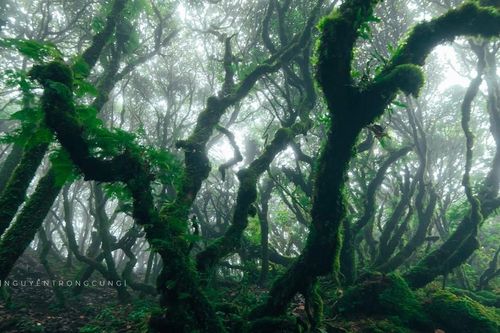 Mê đắm vẻ đẹp ma mị của rừng Samu