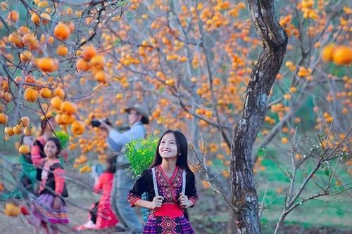 Thích mê vườn hồng trĩu quả, chín mọng giữa lòng Mộc Châu