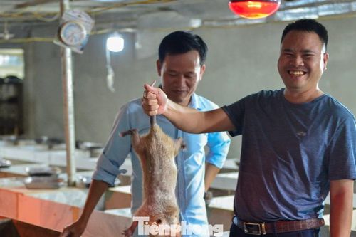 Kỹ sư cầu đường về quê làm giàu từ nuôi dúi, thu nhập tiền tỉ