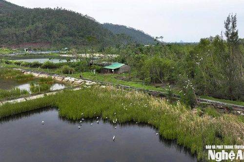 Yêu cầu xác minh, xử lý thông tin bài viết 'Chim trời, vẫn tìm đường… ra chợ' của Báo và phát thanh, truyền hình Nghệ An