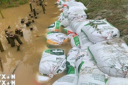 Quảng Trị: Gia tăng sạt lở bờ sông do mưa lũ kéo dài