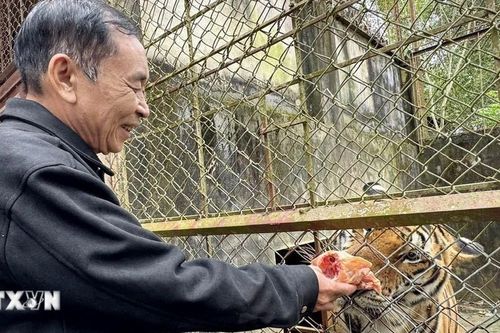 Kiến nghị sớm chuyển giao 9 cá thể hổ cho đơn vị có đủ điều kiện tiếp nhận