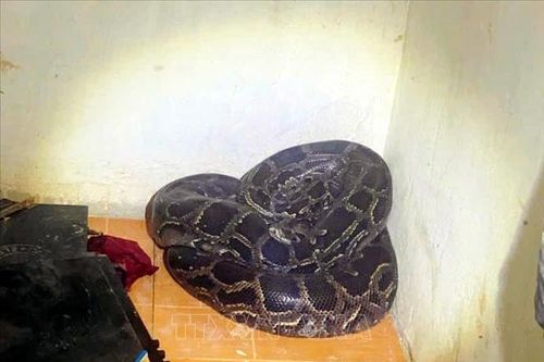 Thả trăn đất quý hiếm nặng hơn 30kg về môi trường tự nhiên
