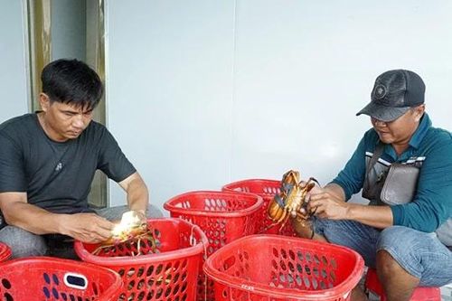 Nhiều chuyên gia nước ngoài sẽ dự hội thảo cua tại Cà Mau