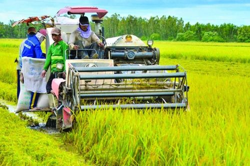 Sản xuất nông lâm thủy sản vẫn ổn định trước thiên tai, bão lũ