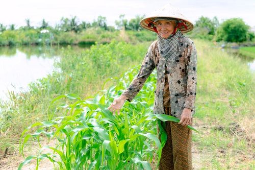 Rau sạch của phụ nữ ấp Phong Lưu