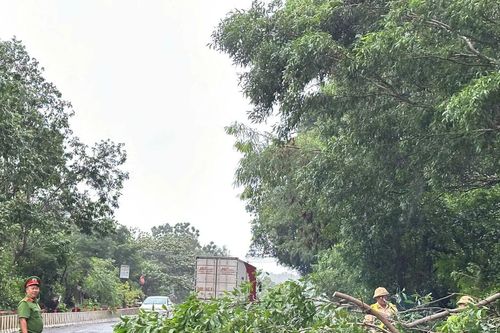 Gia Lai: Gió lớn do bão số 13 làm ngã đổ nhiều cây xanh tại khu vực Quy Nhơn