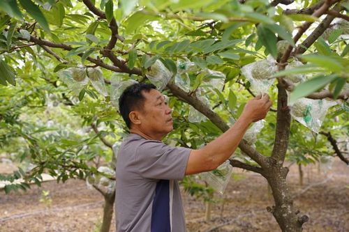Nông dân Chi Lăng chăm sóc na rải vụ