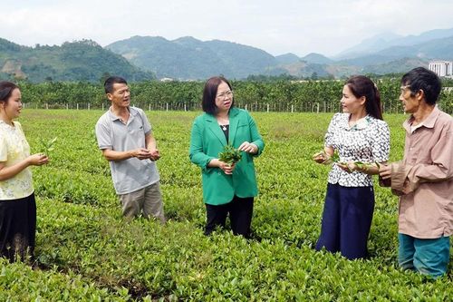 Văn Chấn phát huy tiềm năng, phát triển kinh tế nông nghiệp theo hướng bền vững