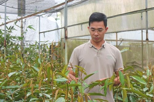 Khấm khá từ nghề ươm cây giống