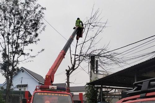 Chủ động cắt tỉa cây khô, đề phòng ngã đổ do mưa bão