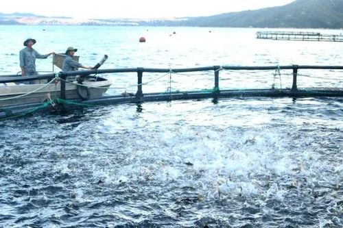 Nuôi biển công nghệ cao: Khai mở tiềm năng, vượt thách thức
