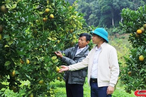 Phiêng Khoài vào vụ cam Navel