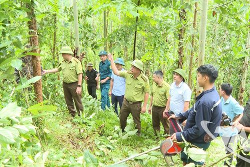 Kinh tế rừng mở hướng phát triển