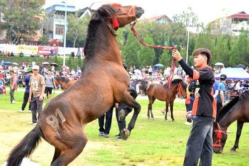 Đua ngựa mùa đông ở Bắc Hà bắt đầu từ ngày 15/11/2025