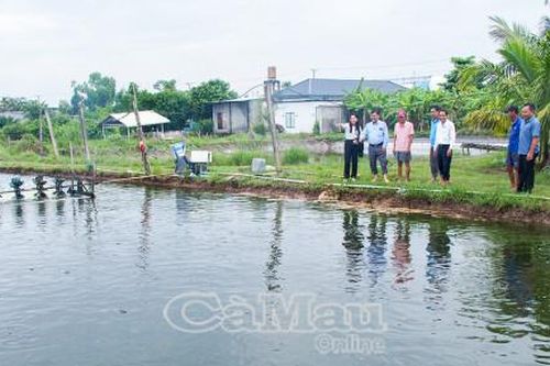 Nâng cao hiệu quả nuôi, hướng đến xuất khẩu cá rô phi