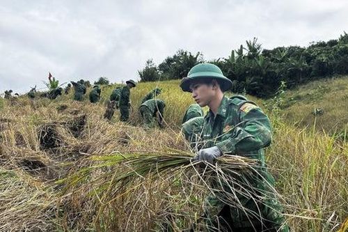 Chạy đua với thời gian giữ hạt lúa trước bão số 13